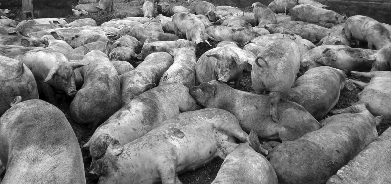 Figure 8 : Farm « Hog Hell »